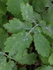Erysiphe macleayae