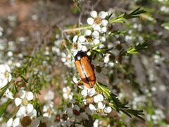 Castiarina rufipennis