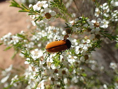 Castiarina rufipennis