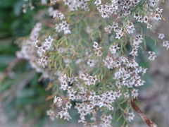Limonium dichotomum