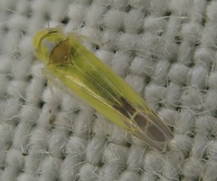 Lindbergina aurovittata