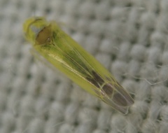 Lindbergina aurovittata