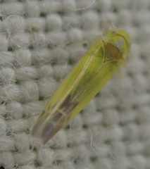 Lindbergina aurovittata