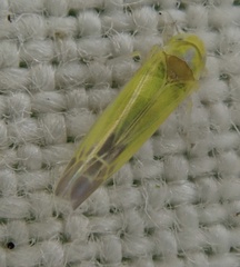 Lindbergina aurovittata
