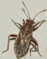 Rhopalus distinctus