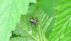 Diodontophorus