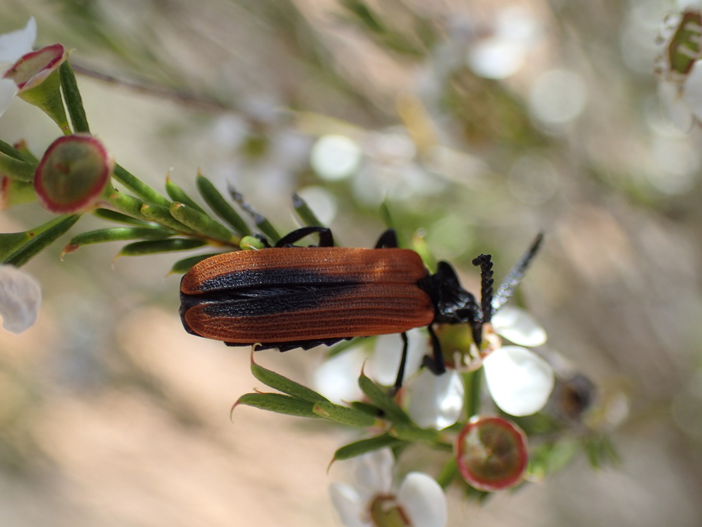 Metriorrhynchus occidentalis from 30km E by N of Swan Reach, S. AUST on