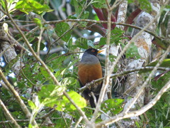 Turdus fulviventris
