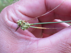 Carex viridula viridula