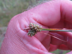 Carex viridula viridula