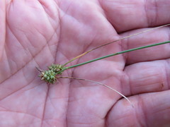 Carex viridula viridula