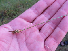 Carex viridula viridula