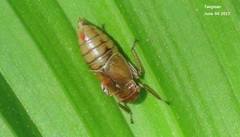 Diodontophorus
