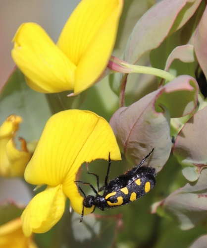 Image of Rafnia triflora by (c) Tony Rebelo, some rights reserved (CC BY-SA)