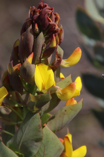 Image of Rafnia triflora by (c) Tony Rebelo, some rights reserved (CC BY-SA)