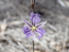 Thysanotus baueri