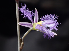 Thysanotus baueri