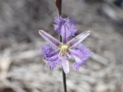 Thysanotus baueri