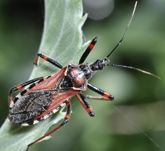Rhynocoris cuspidatus