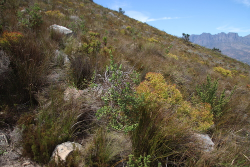 Image of Cliffortia cuneata by (c) Tony Rebelo, some rights reserved (CC BY-SA)