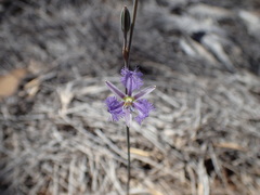 Thysanotus baueri