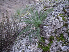 Reseda suffruticosa