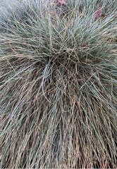 Festuca glauca