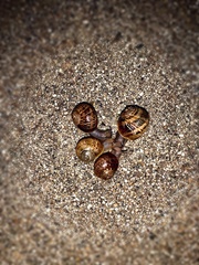 Cornu aspersum