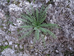 Reseda suffruticosa