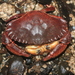 Red Rock Crab - Photo (c) Zach Hawn, some rights reserved (CC BY-NC-SA), uploaded by Zach Hawn