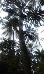 Cananga odorata