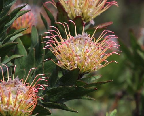 Image of Leucospermum gueinzii by (c) Tony Rebelo, some rights reserved (CC BY-SA)