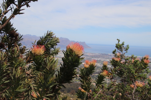 Image of Leucospermum gueinzii by (c) Tony Rebelo, some rights reserved (CC BY-SA)