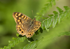 Pararge aegeria