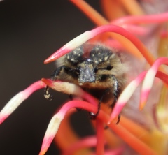 Trichostetha capensis hottentotta