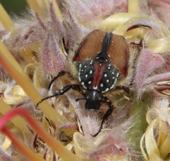 Trichostetha capensis hottentotta