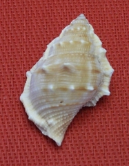 Bursidae
