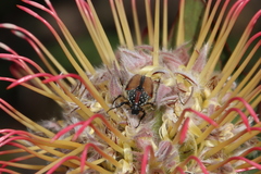 Trichostetha capensis hottentotta