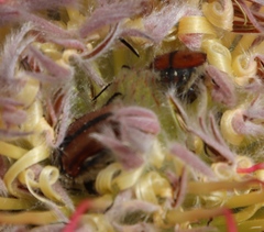 Trichostetha capensis hottentotta