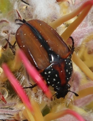 Trichostetha capensis hottentotta