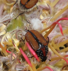 Trichostetha capensis hottentotta