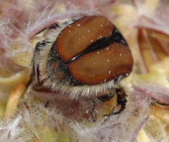 Trichostetha capensis hottentotta