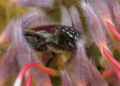 Trichostetha capensis hottentotta