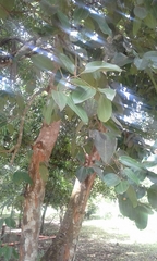 Cinnamomum burmanni