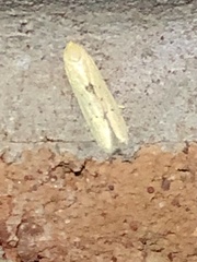 Blastobasis lacticolella