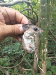 Peromyscus yucatanicus