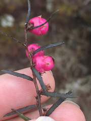 Gaultheria macrostigma