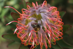 Trichostetha capensis hottentotta