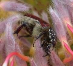 Trichostetha capensis hottentotta