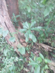 Peromyscus yucatanicus